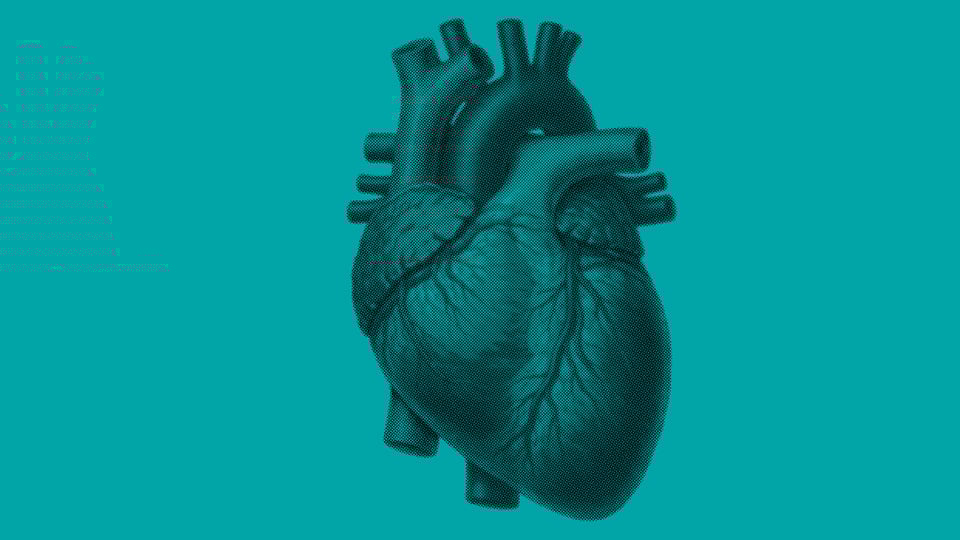 Grafische Darstellung eines anatomischen Herzens auf türkisfarbenem Hintergrund, Motiv zum Theaterstück „Der Herzerlfresser“.