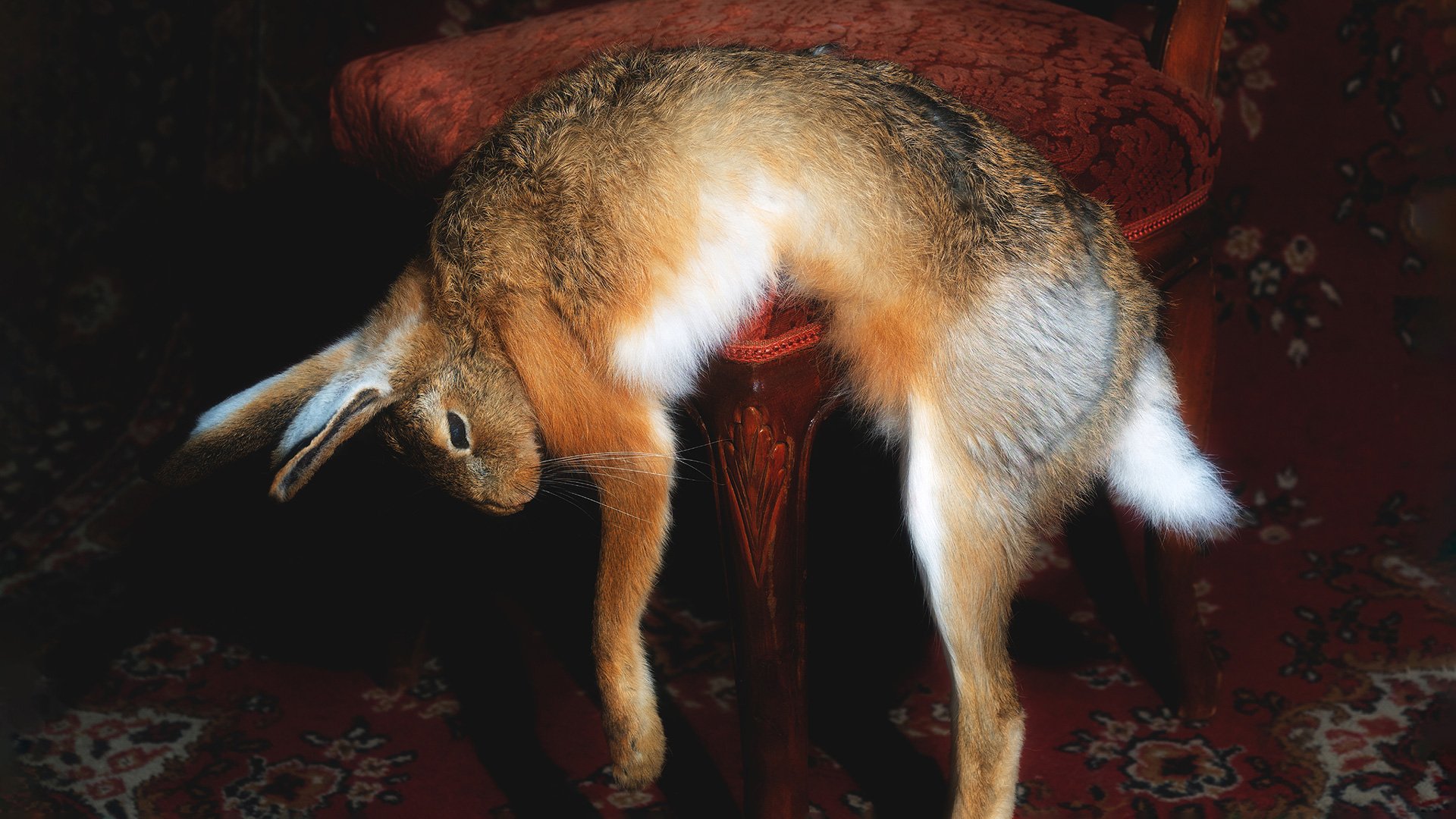 Foto für das Event Toxische Pommes - Wunschlos unglücklich mit einem Hasen auf einem Stuhl