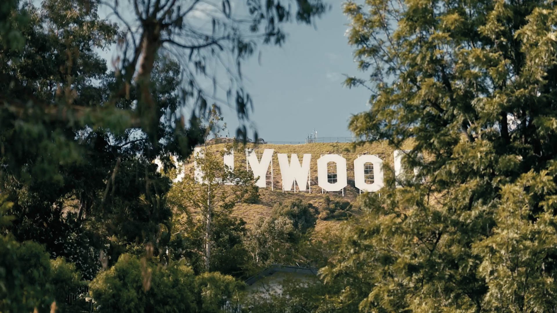 Blick durch Bäume auf den Hollywood-Schriftzug an einem Hügel.