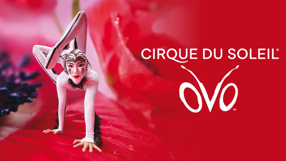 Cirque du Soleil OVO Show, Akrobatin in extremer Pose auf rotem Bühnenbild