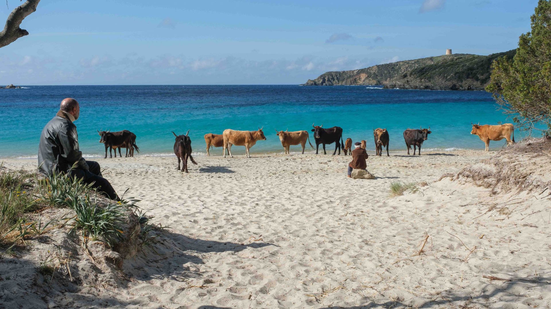 Mehrere Kühe stehen am Strand vor türkisfarbenem Meer, im Vordergrund sitzen zwei Personen im Sand, im Hintergrund eine Küstenlandschaft mit Hügeln.