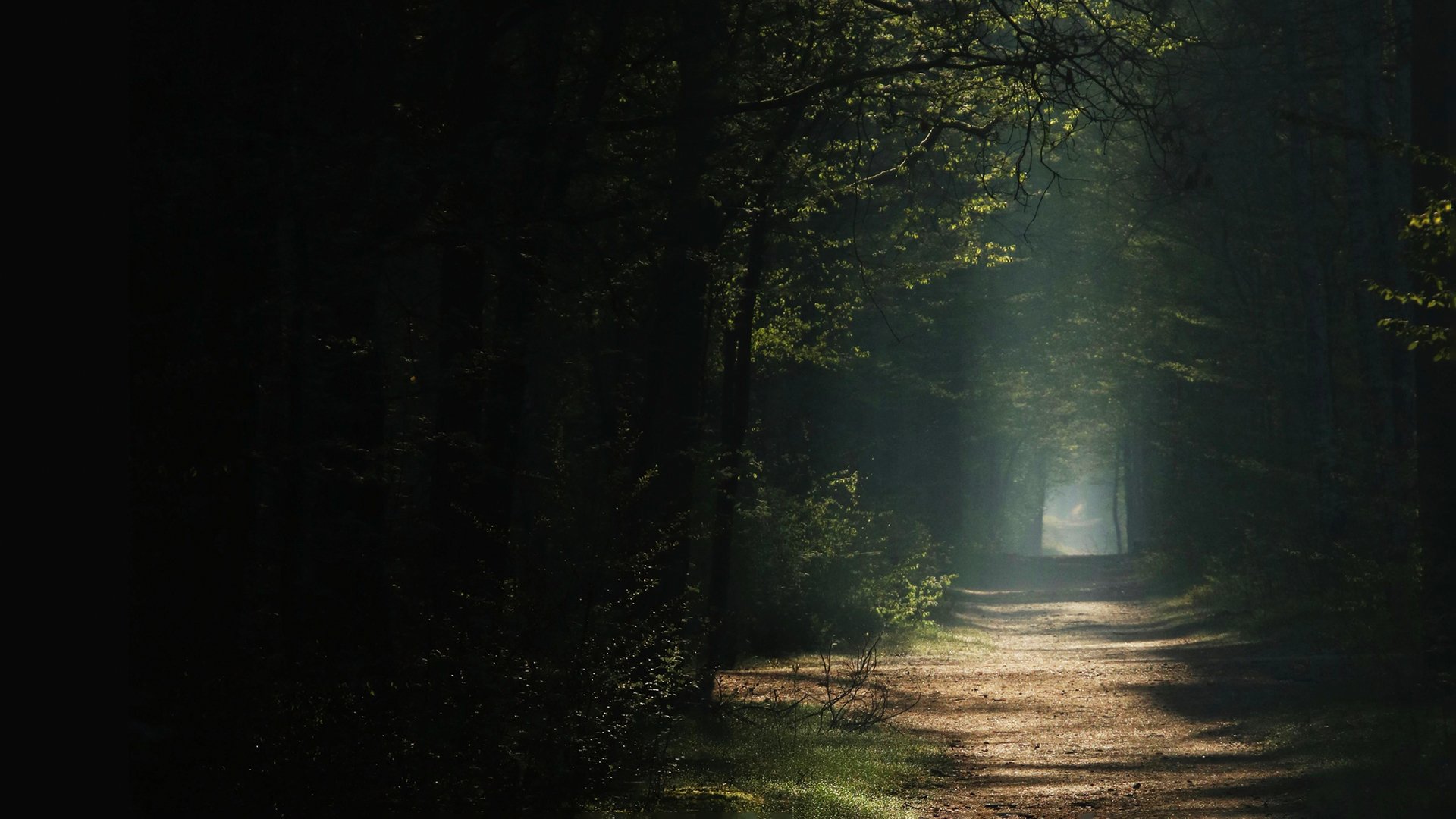 Waldweg in einem dichten Wald, von hohen Bäumen gesäumt, mit Sonnenstrahlen, die durch das Blätterdach fallen und den Weg bis zu einer hellen Lichtung im Hintergrund beleuchten.