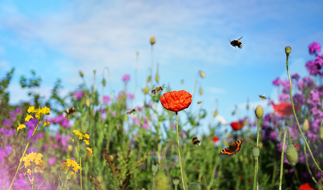 Ein Himmel voller Bienen © München Ticket GmbH – Alle Rechte vorbehalten